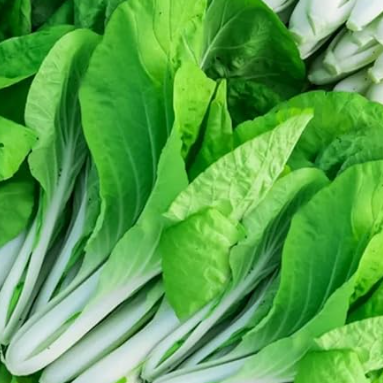 Cabbage Seeds - Chinese Pak Choi