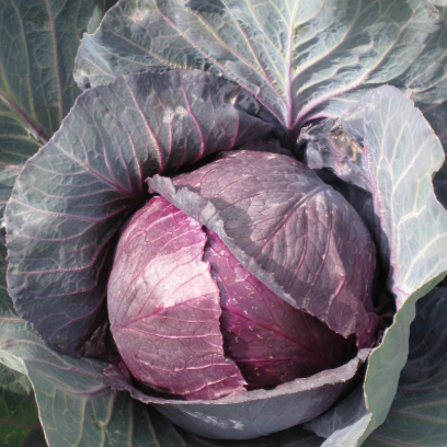 Cabbage Seeds - Red Acre