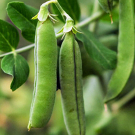 **NEW** Pea Early Frosty(Heirloom)