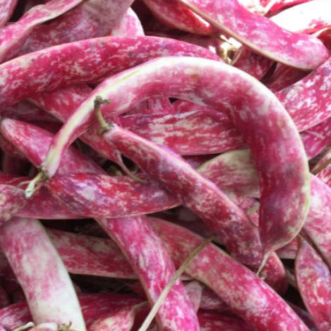 Bean Seeds - French Horticulture (Bush)