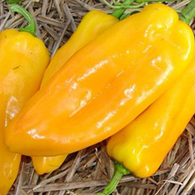 **NEW** Pepper Seeds Golden Marconi (Heirloom)