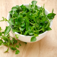 Herb Seeds - Curled Cress