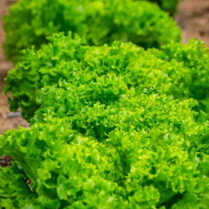 Lettuce Seeds - Salad Bowl Green