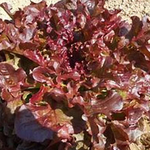 salad plant with tiny brown seeds Lettuce Seeds