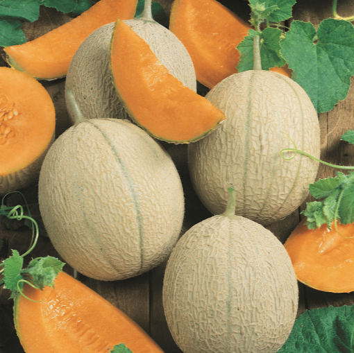 Melon Seeds - Heats of Gold