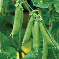 Pea Seeds - Sugar Daddy