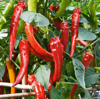 Pepper Seeds - Cow Horn