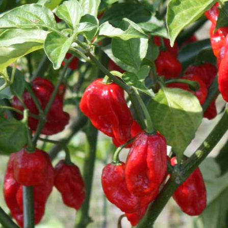 Pepper Seeds - Ghost