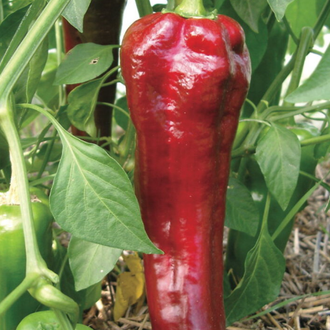 Pepper Seeds - Marconi Rosso Italian