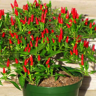 Pepper Seeds - Thai Hot Ornamantal