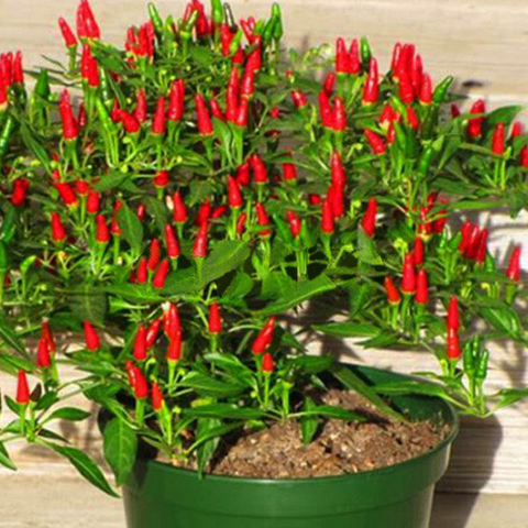 Pepper Seeds - Thai Hot Ornamantal