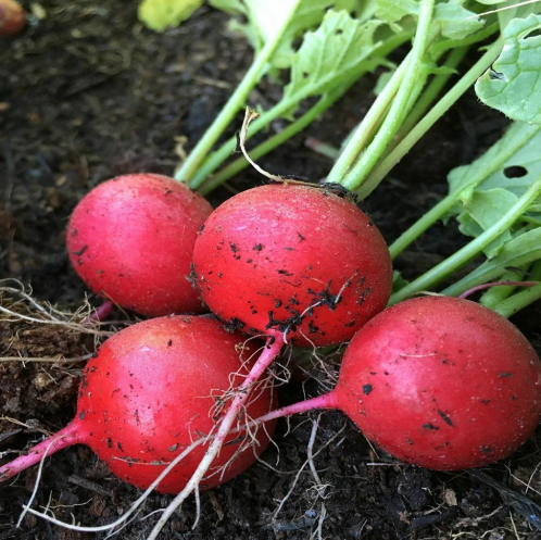 Radish Seeds - Early Scarlet Globe