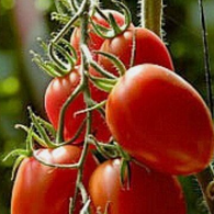 **NEW** Tomato Seeds Rio Grande (Heirloom)