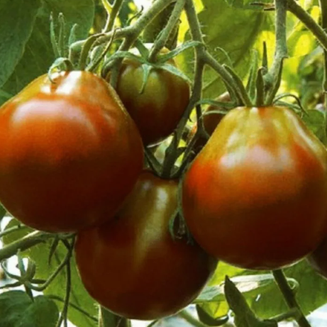 Tomato Seeds - BlackTruffle