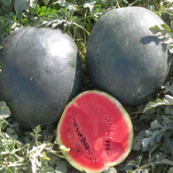 Watermelon Seeds - Sugar Daddy