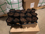 Root Pouch - One Quart for Seed Starting (50 Quart Pouches and 3 seed starting trays)