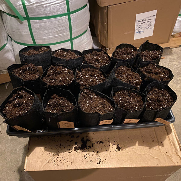 Root Pouch - One Quart for Seed Starting (50 Pouches)