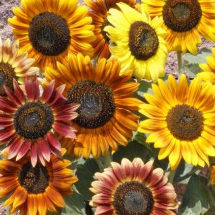 Sunflower Mix - Black Oil, Autumn Beauty, Lemon Queen and Velvet Queen