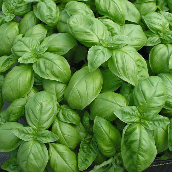Herb Seeds - Basil Seeds Large Leaf