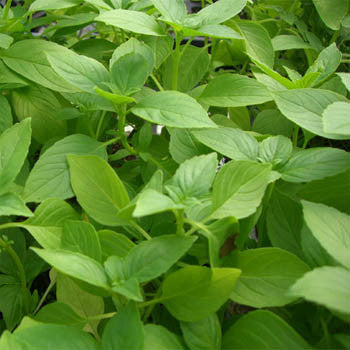 Herb Seeds - Basil Seeds Lemon