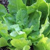 Endive Seeds Broadleaf Batavian (Heirloom)