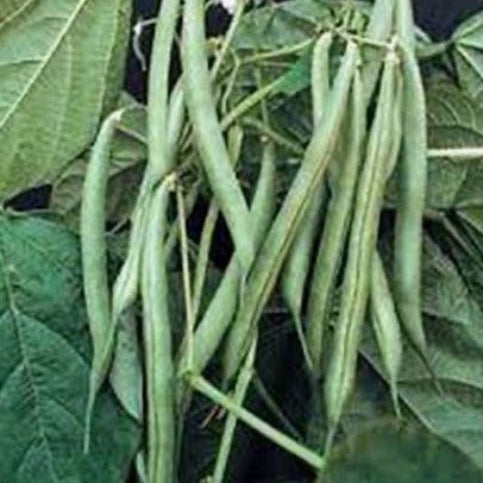 Bean Seeds Blue Lake Bush Bean