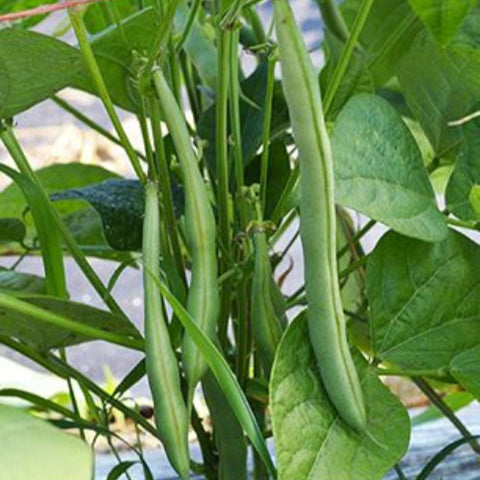 Bean Seeds Harvester Bush Bean