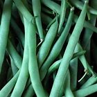 Bean Seeds Kentucky Wonder Bush Bean