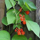 Bean Seeds Scarlet Emperor Runner Bean - Beautiful Flowering Bean