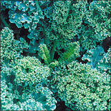 Kale Seeds - Dwarf Blue Curled Scotch