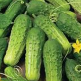 Cucumber Boston Pickling