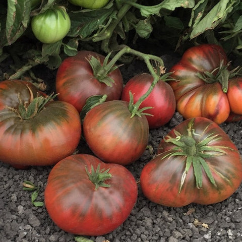 4 Great Brandywine Tomato Varieties Red, Pink, Yellow & Black: Discount Package