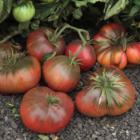 Tomato Seeds Brandywine Black – The Rusted Garden