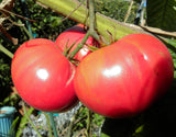 4 Great Brandywine Tomato Varieties Red, Pink, Yellow & Black: Discount Package