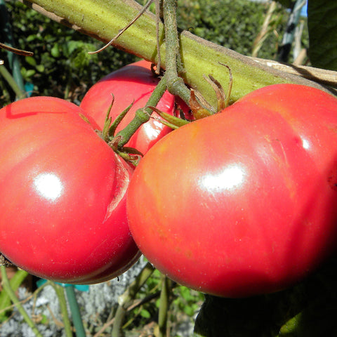 Tomato Seeds Brandywine Pink (Heirloom) – The Rusted Garden