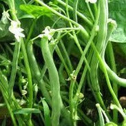 Bean Seeds Blue Lake Pole Bean FM-1K