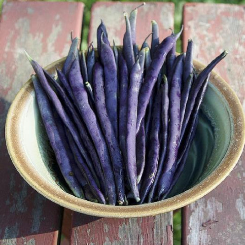 Bean Seeds - Royal Burgandy Bush Bean