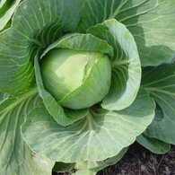 Cabbage Seeds - Copenhagen