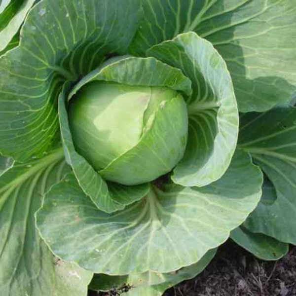 Cabbage Seeds Copenhagen