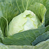 Cabbage Seeds Early Jersey Wakefield (Heirloom)