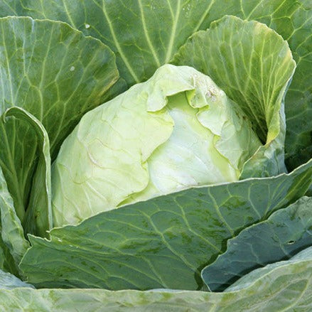 Cabbage Seeds Early Jersey Wakefield (Heirloom)