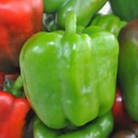 5 Pack Sweet Pepper
