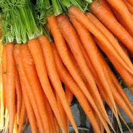 Carrot - Tendersweet Heirloom