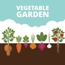 Vegetable Seed "25 Different Packs" for $24.95