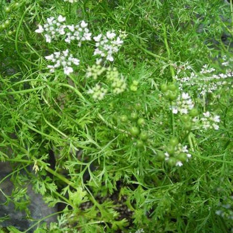 Herb Seeds Cilantro