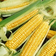 Corn Mix - Golden Bantam and Silver Queen White Corn