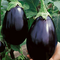 Eggplant Seeds Black Beauty (Heirloom)