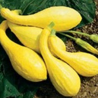 6 Cuke & Zuke Varieties for Warm Weather Production