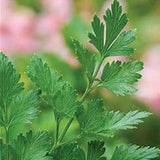 Herb Seeds Parsley Plain Single Flat-Leaved