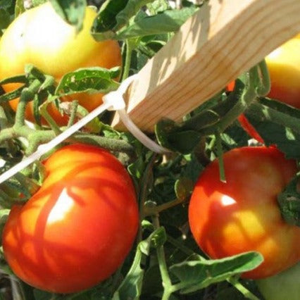 Tomato Seeds Homestead (Heirloom)